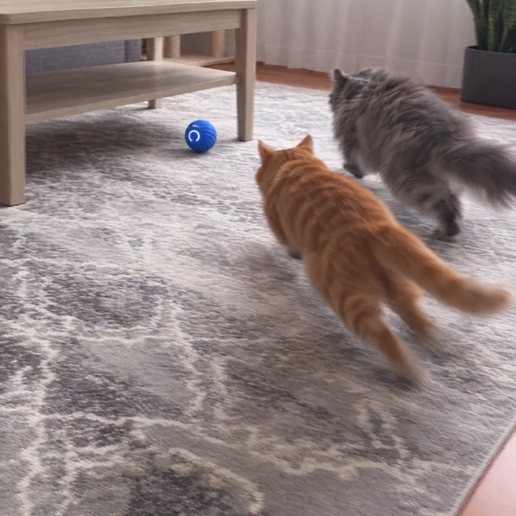 Two cats chasing the Purrbo ball across the living room