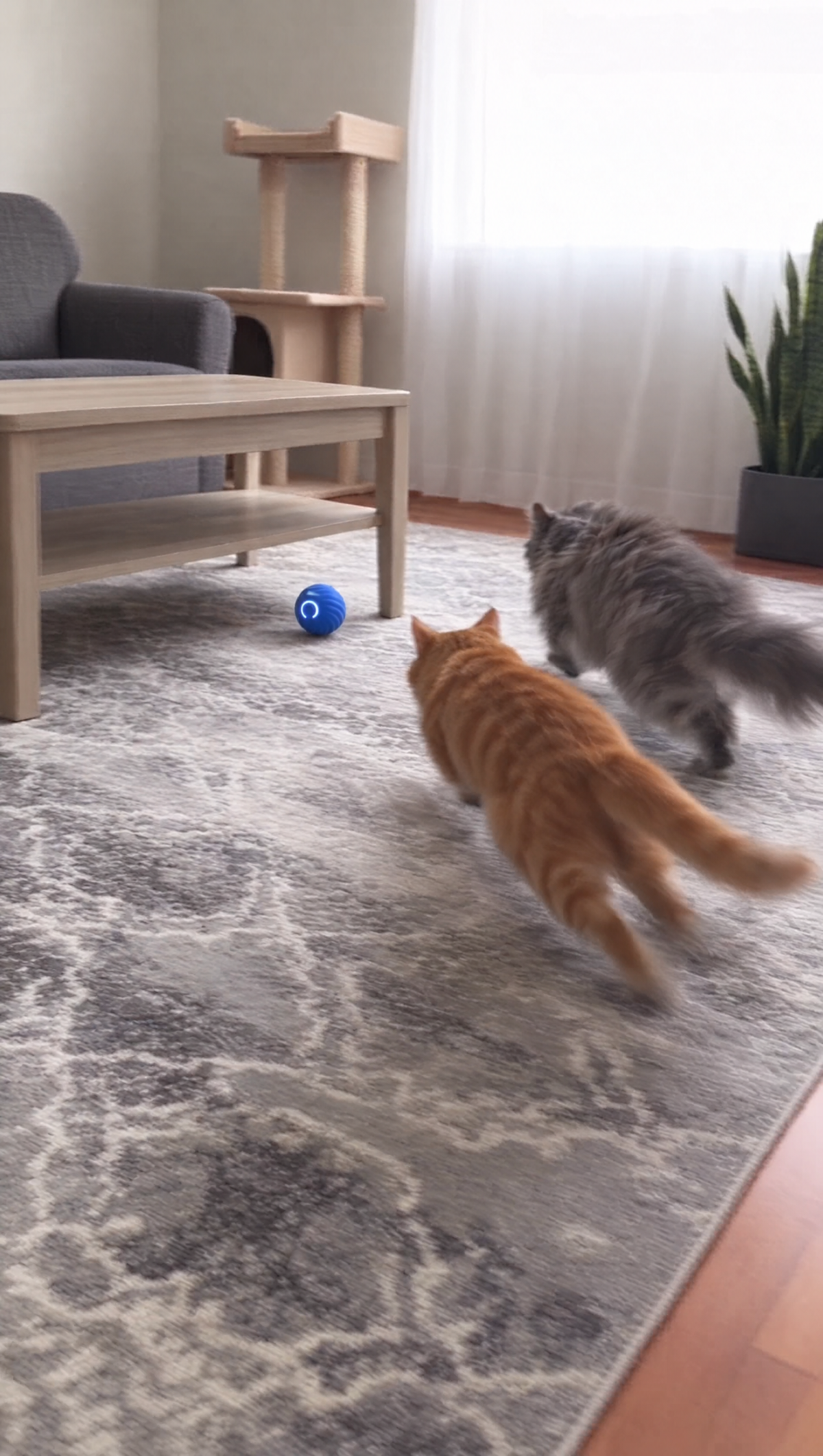 Two cats chasing the Purrbo ball